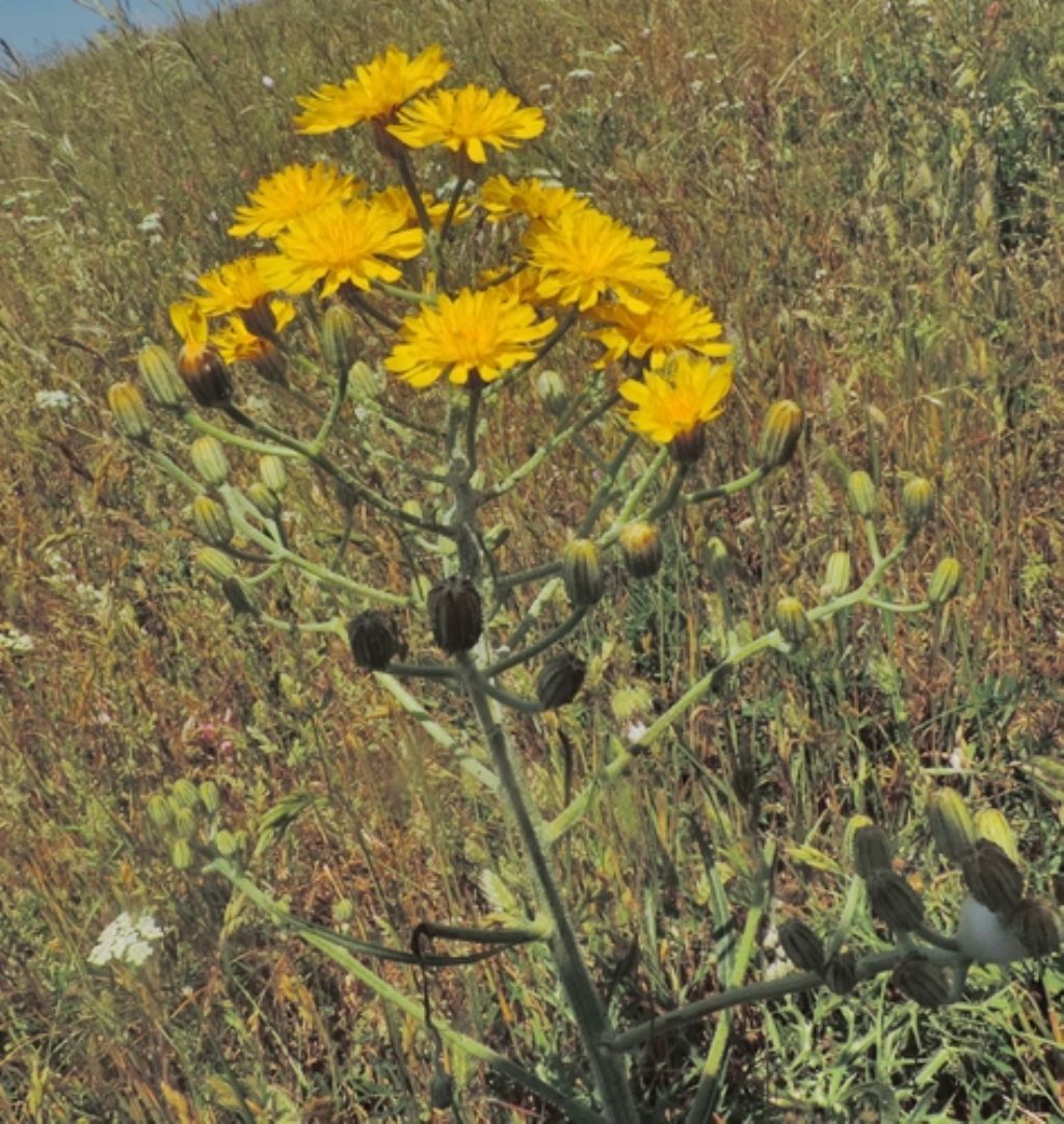 Gruppo giallo - Crepis lacera (Asteraceae)